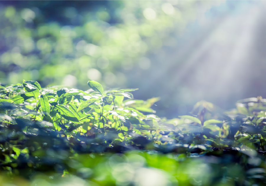 ¿Cómo nace el proyecto de Restauración Ecológica Komatsu?