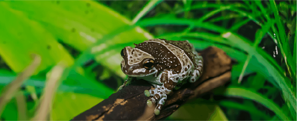 ¡El Amazonas está en peligro! Nos necesita