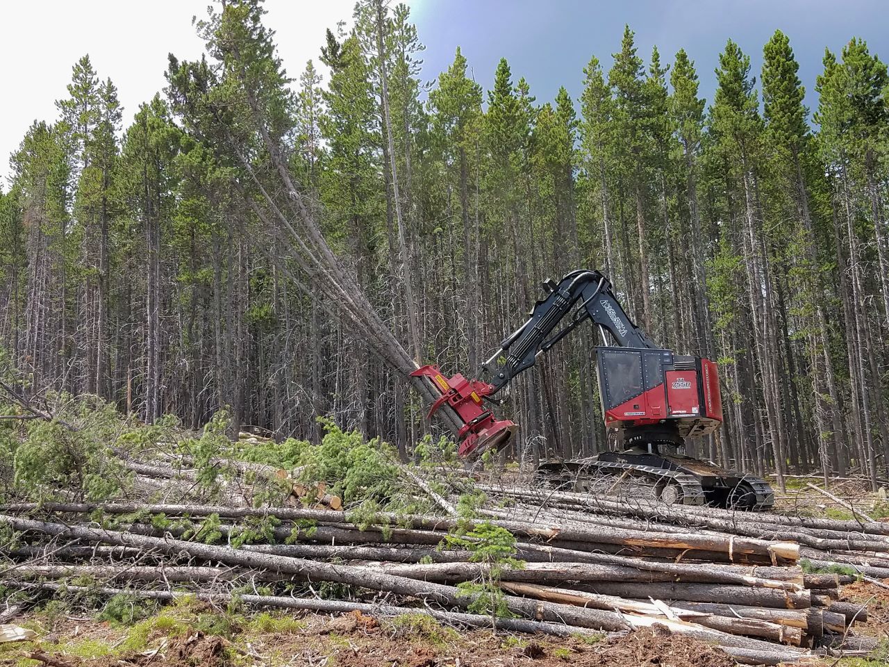 Feller Buncher TimberPro TL755D