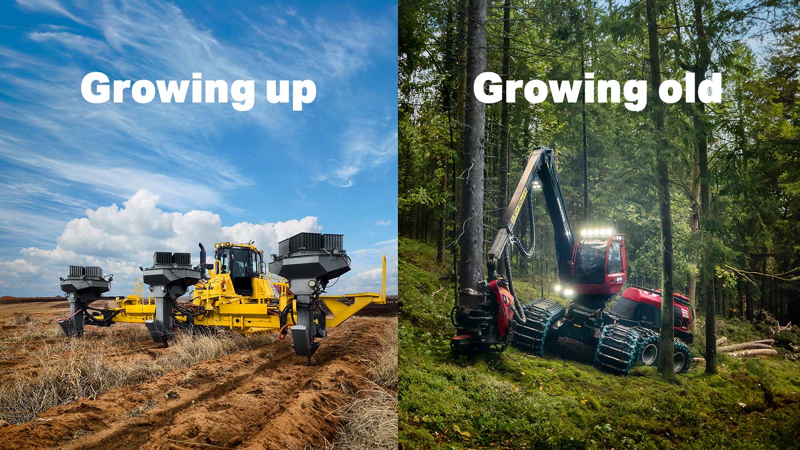 How can trees be planted more efficiently to combat global warming?